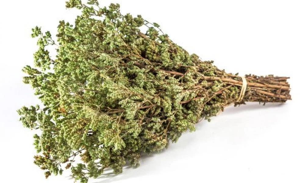 Ρίγανη: Η ανεκτίμητη θεραπευτική αξία του ελληνικού βοτάνου